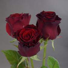 Роза  чайно-гибридная  "ГРАН ПРИ" (в горшках)